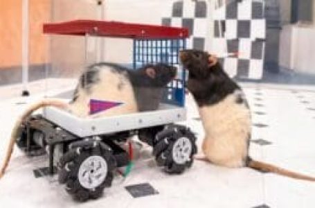 Rats learn to drive miniature cars and show enjoyment, study finds