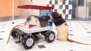  Rats learn to drive miniature cars and show enjoyment, study finds