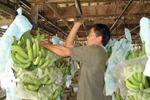  Tariffs saved on banana exports to South Korea estimated at $189M