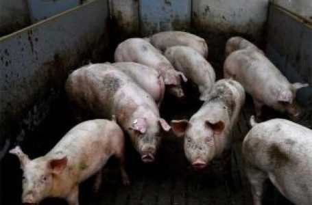 Hog repopulation in 2025 to be driven by strong market prices