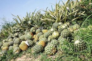  Pineapple exports to grow 16% in 2024 — FAO