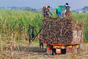  Sugar planters warn profiteers could be behind decline in millgate prices